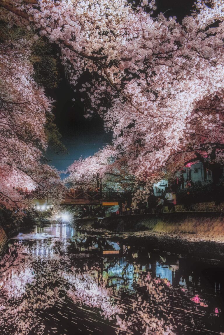 五条川の桜（愛知県）